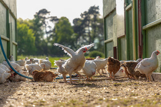 Suffolk Chicken