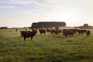 Old Cow Beef