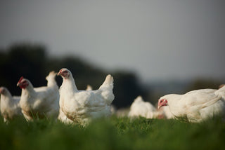 Sutton Hoo Free Range Chicken