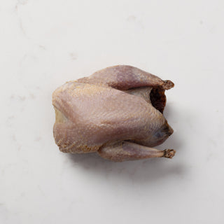 Partridge