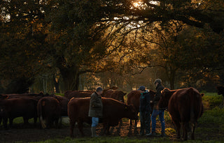 The Story of Old Cow