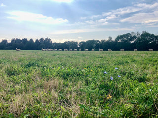 Organically reared sheep at Shimpling Farm