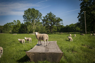 Aldeburgh Mutton Week 2017