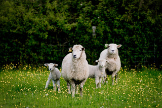 The Difference between Lamb, Hogget and Mutton