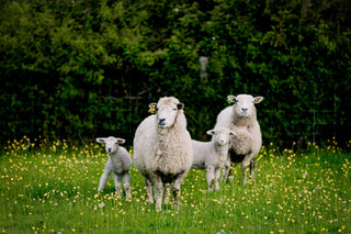 The Difference between Lamb, Hogget and Mutton
