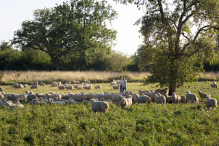 Hogget