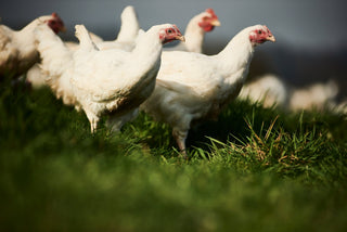 Free Range & High Welfare Chicken