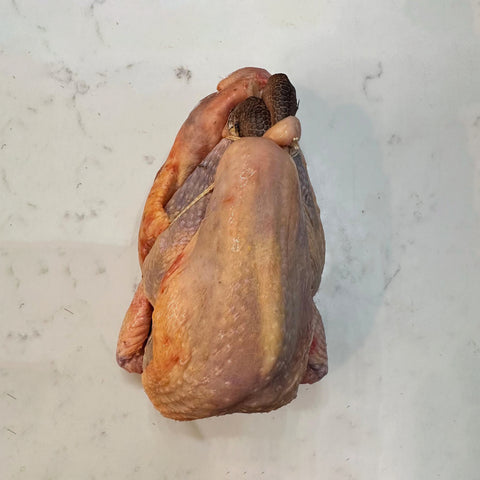 Guinea Fowl