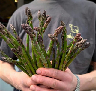 hands holding a bunch of fresh asparagus speats