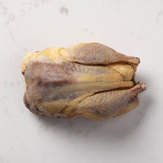 Pheasant