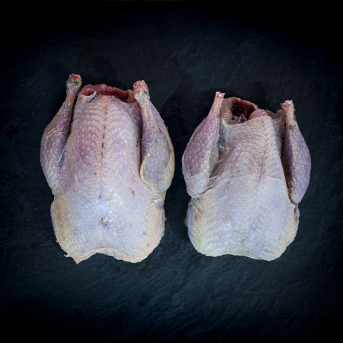 Partridge Red Leg