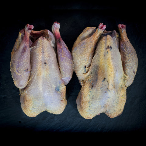 Pheasant
